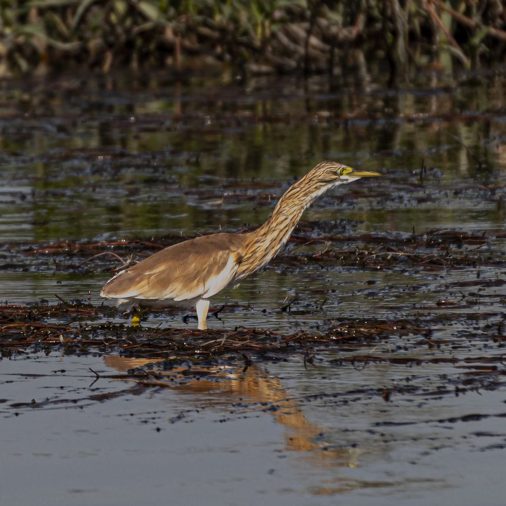 Фотография автора Rama Gheath