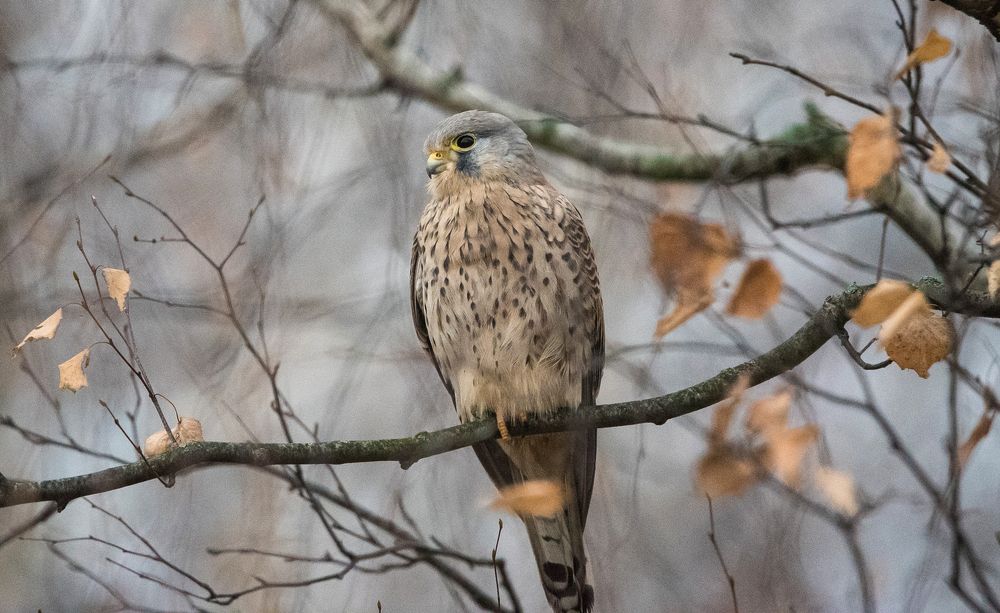 Photograph by Владимир Безбородов
