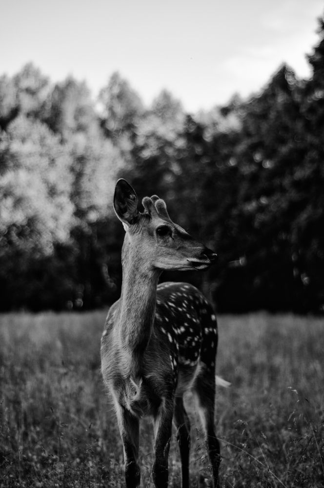 Photograph by Роман Грачёв