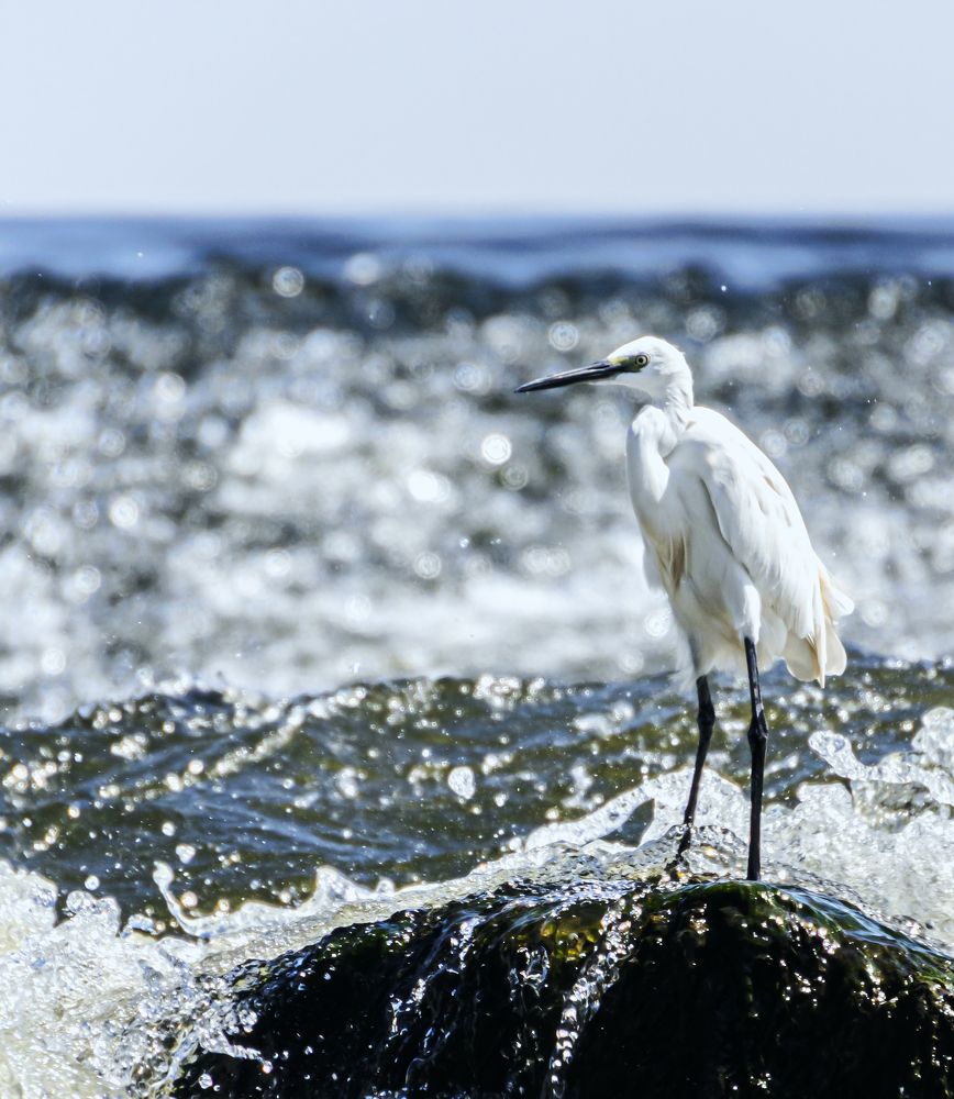 Фотография автора Rama Gheath