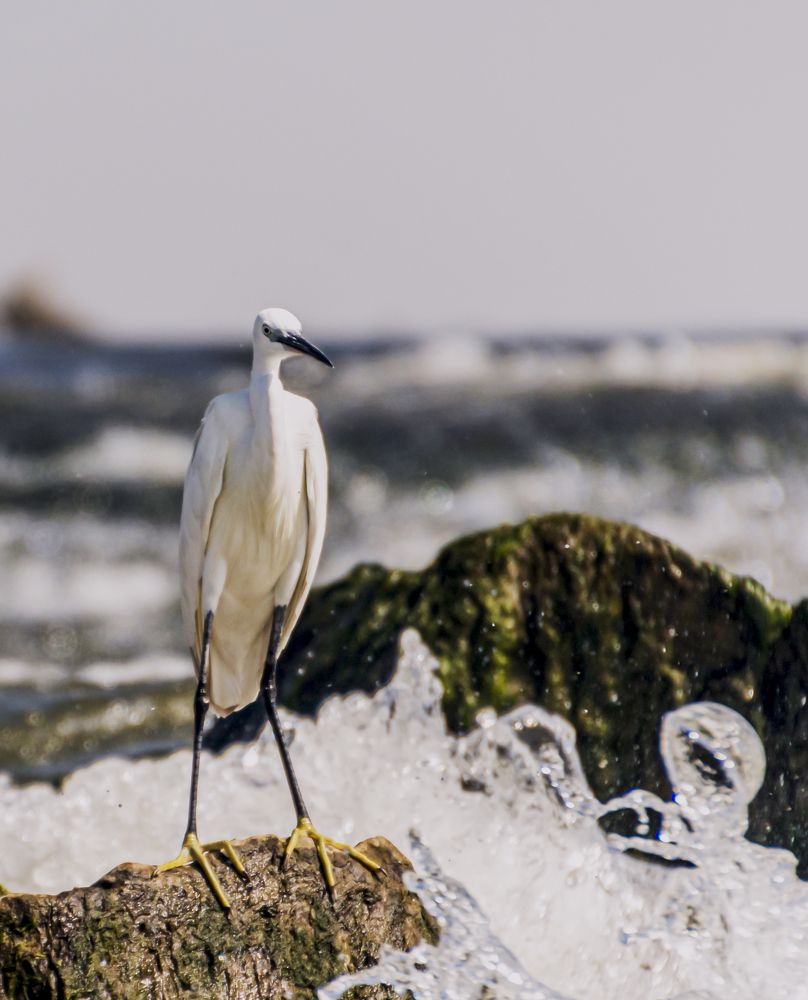 Фотография автора Rama Gheath