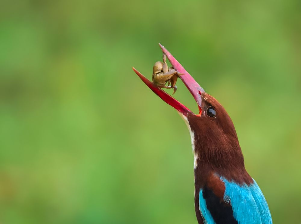 Photograph by Shwetaparna Sahu