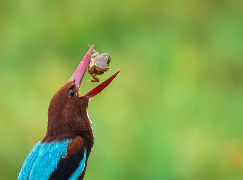 White-throated kingfisher
