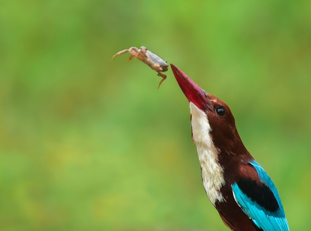White-throated kingfisher