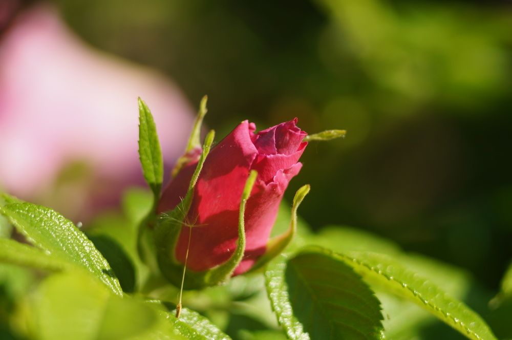 Photograph by Максим Роганов