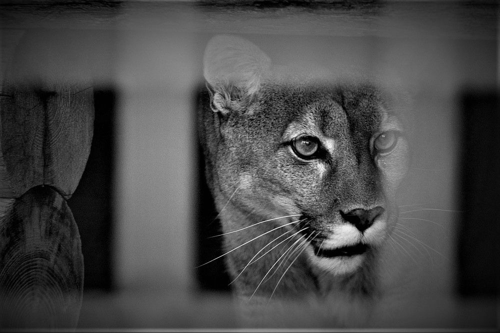 нелегко в неволе жить (it's not easy to live in captivity)