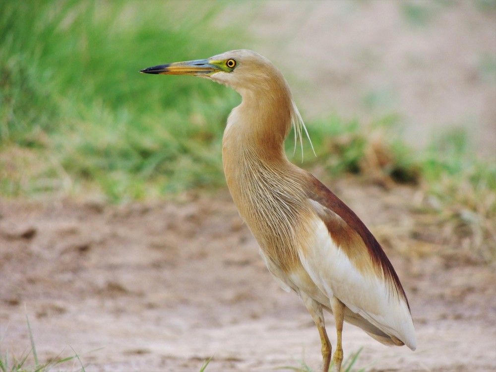 Squacco Heron