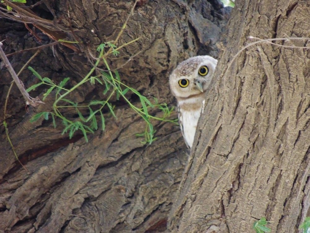 Hide and seek with Owl of Athena