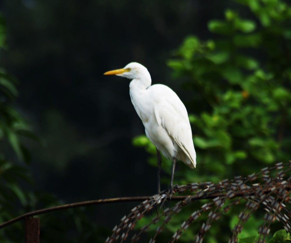 Intermediate Egret
