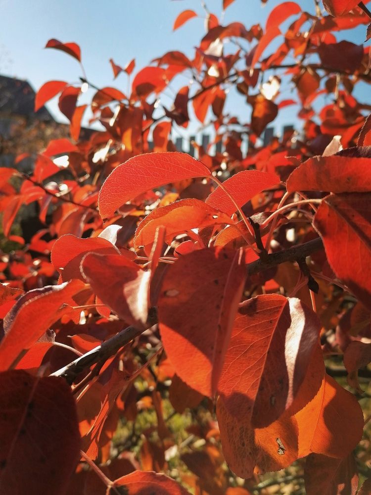 Photograph by Галина Карманова