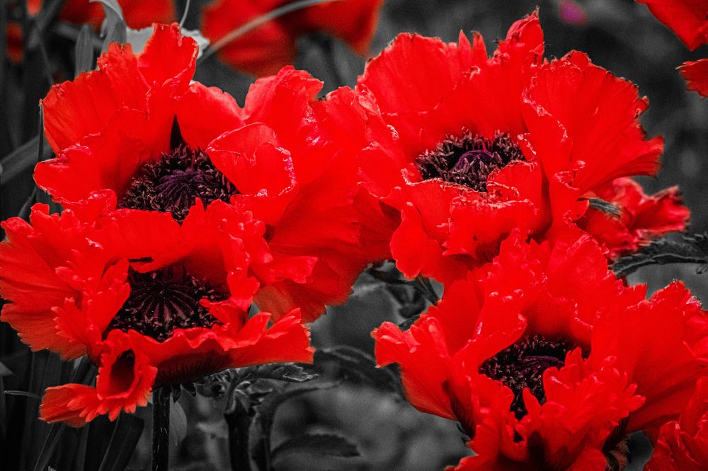Photograph by Александра Мазур