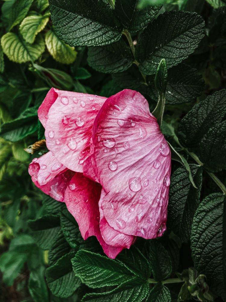 Photograph by Олена Уманцева