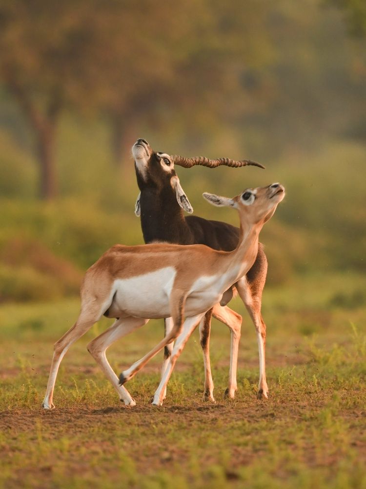 "Let us live! It's our world too!!"