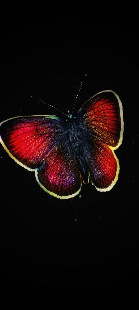 Photograph by Нина Иоселиани