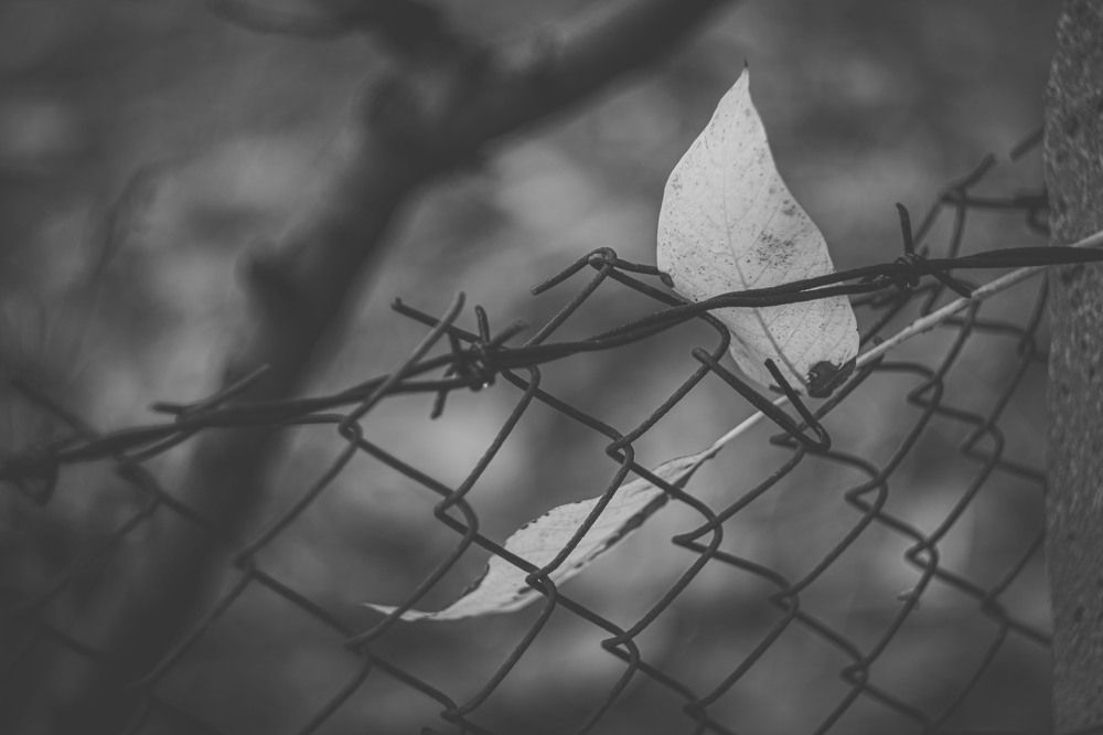 Photograph by Трайко Байко