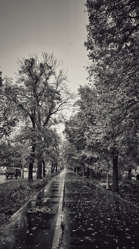 Rainy Morning