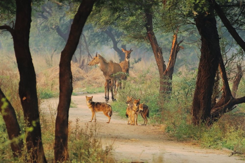 Golden Jackals Guarded By Asian Antelopes