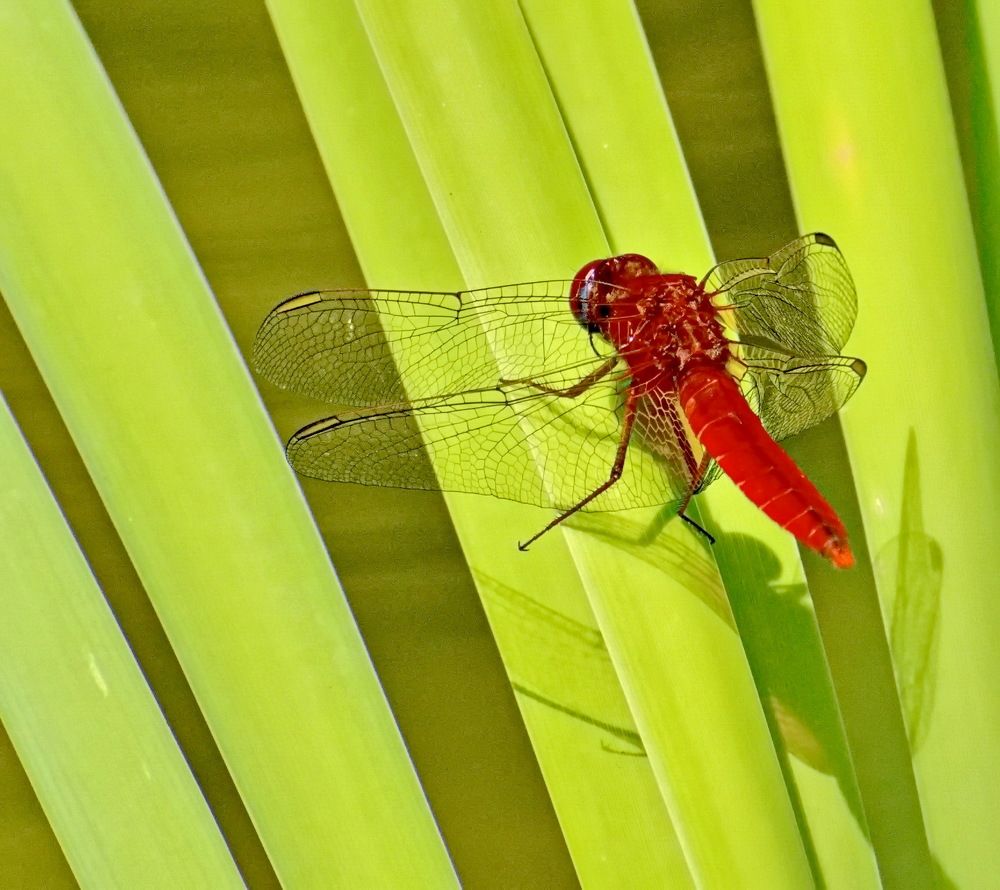 Фотография автора лилия беланова