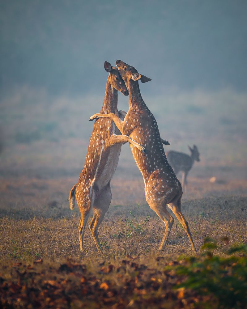 Photograph by Ayush Singh