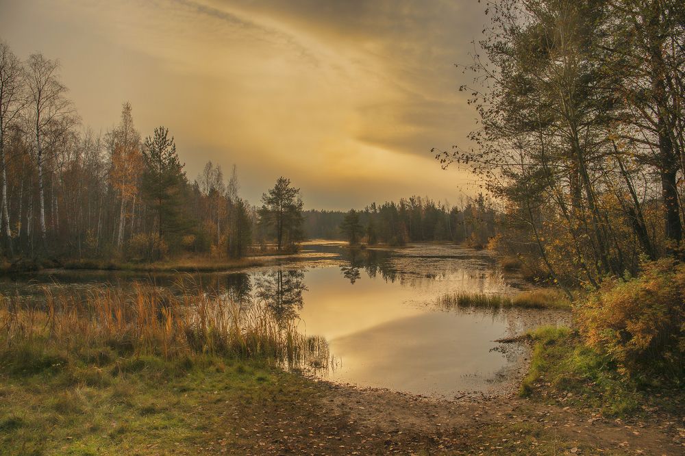 Лесное озеро