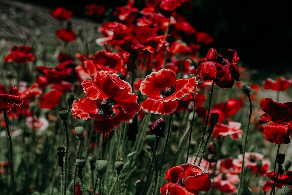 Photograph by Alexander Kovalenko