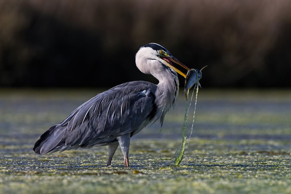 Photograph by Fabio Cartelli