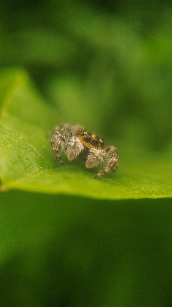 Photograph by Tharindu Gunarathna