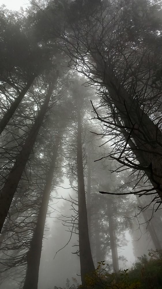 Фотография автора Elena Burgstaller