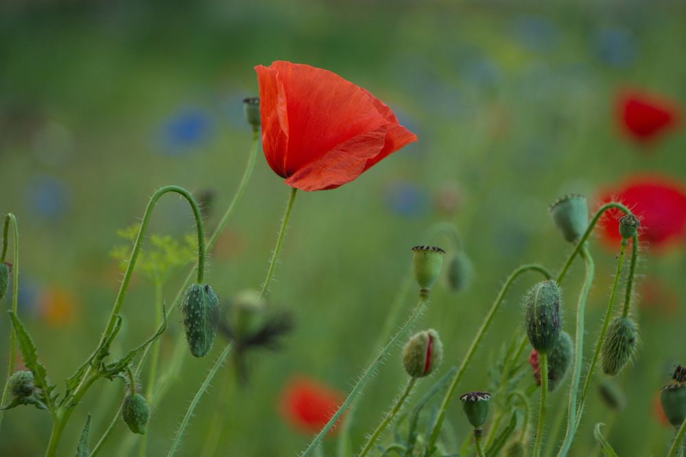 Photograph by Tatiana Serova