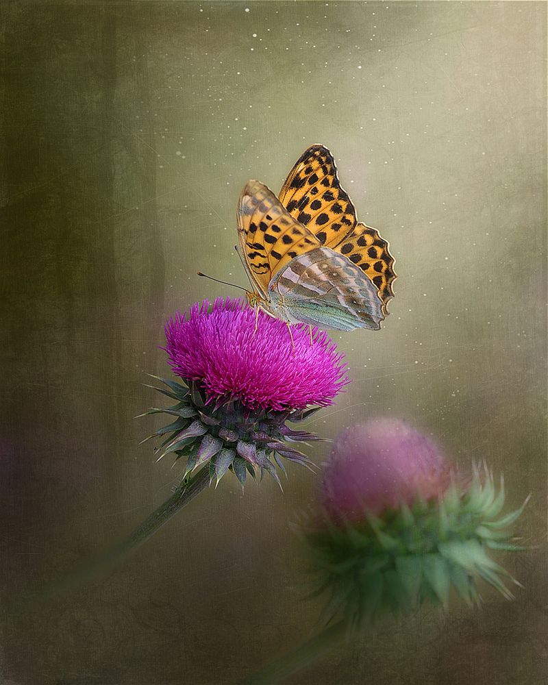 Фотография автора Александр Степочкин