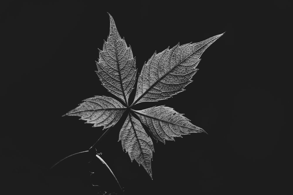 Photograph by Роман Рыбочкин