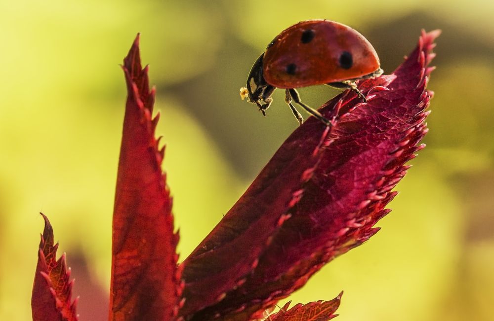 Photograph by Виктория Солодар