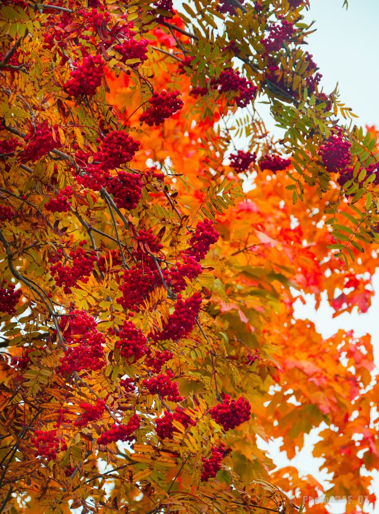 Фотография автора Олег Анатольевич Загорулько