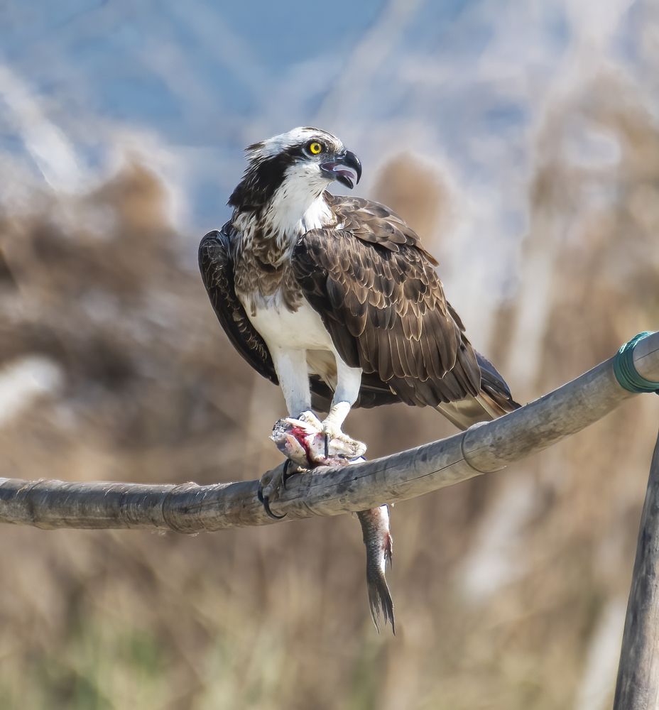 Фотография автора Subhendu Ghosh