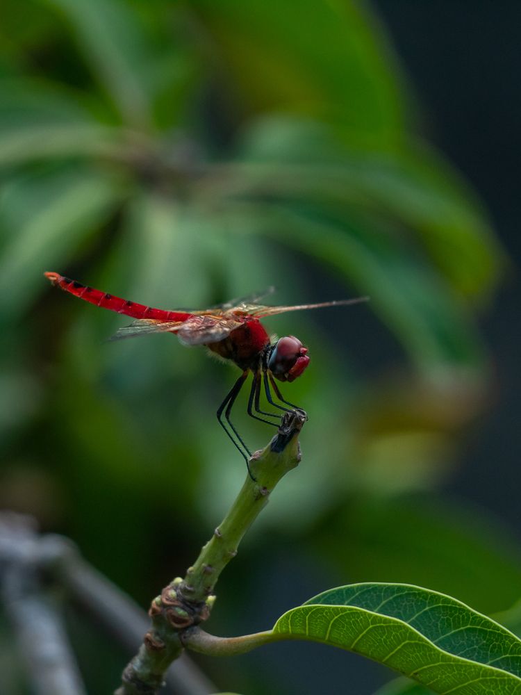 Red Dragonfly