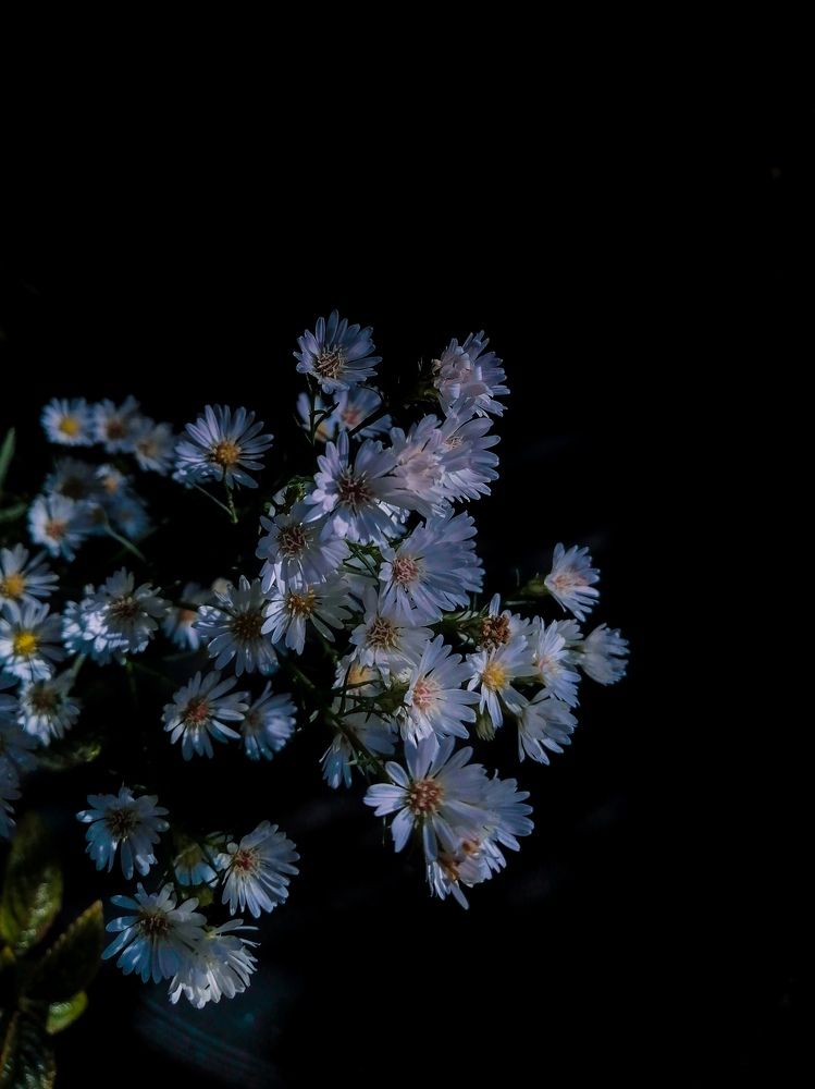 Baby's Breath