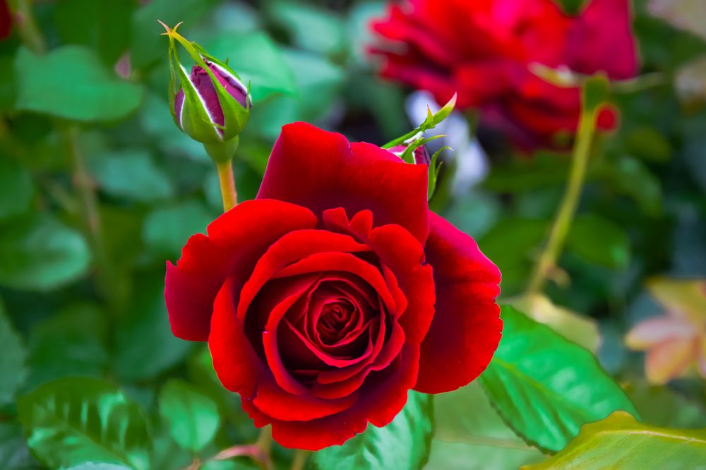 Photograph by Ivars Andrups