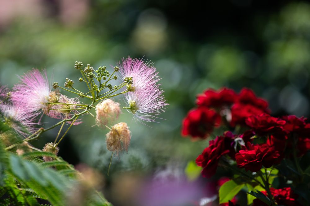 Фотография автора Minja Jovetic