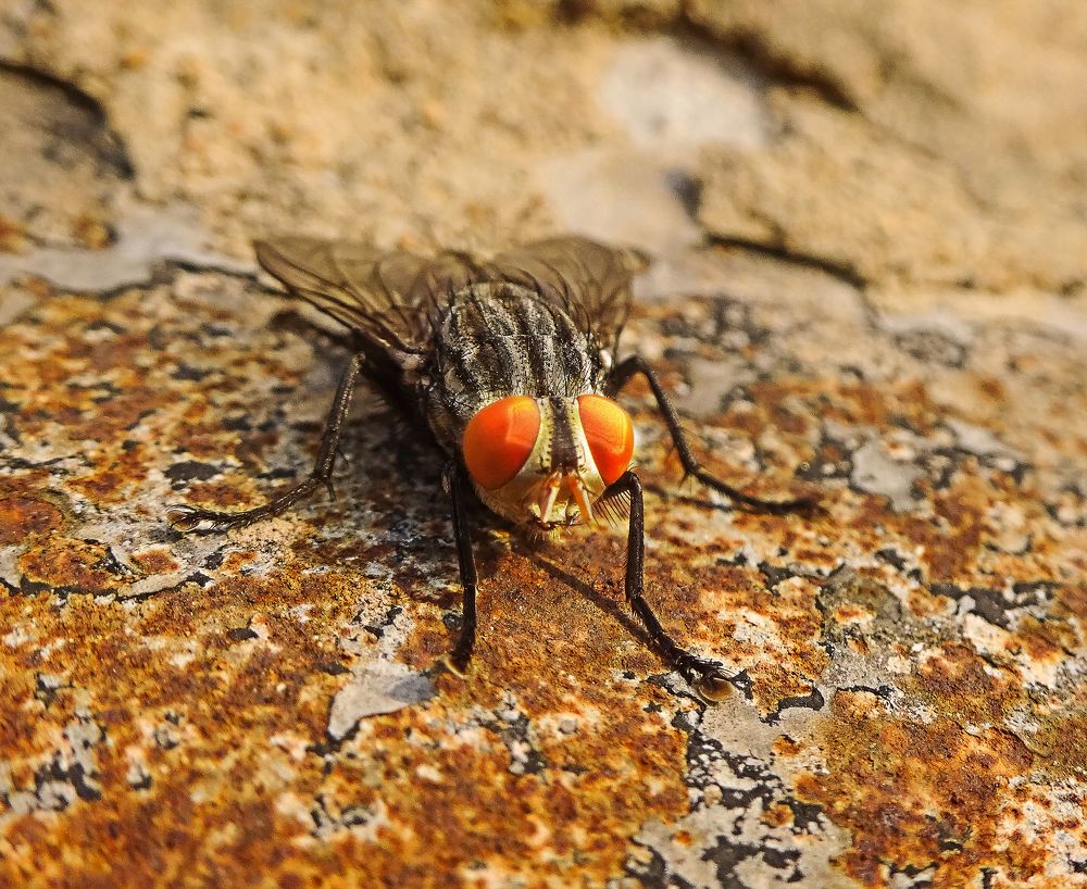 Photograph by Soumya Seal