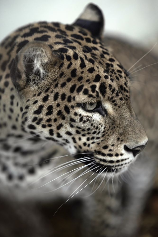 Photograph by Юлия Поликарпова