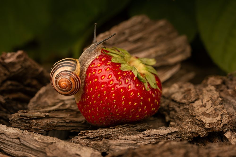 Photograph by Надежда Гриднева