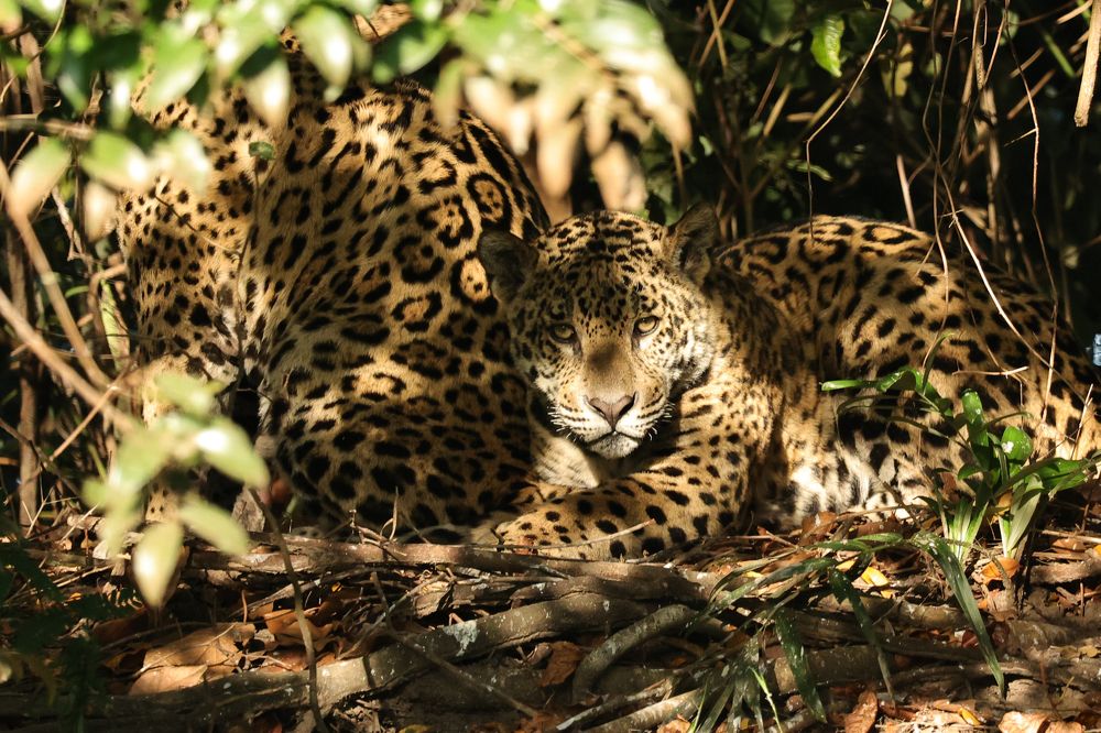 Фотография автора Cláudia Maria Fialho Garcia