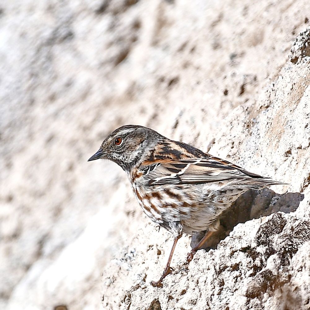 Photograph by Александр Катунцев