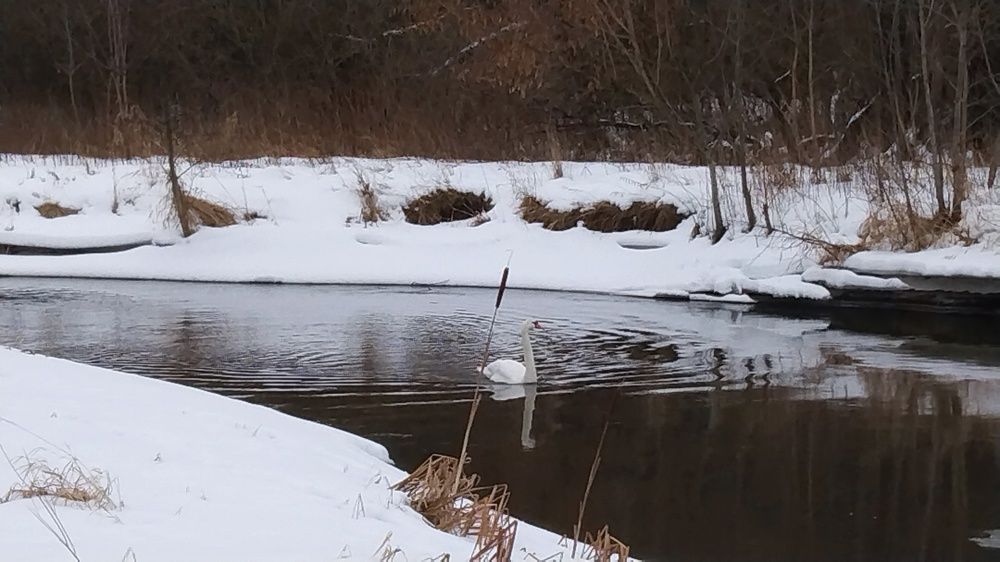 Photo #8369824