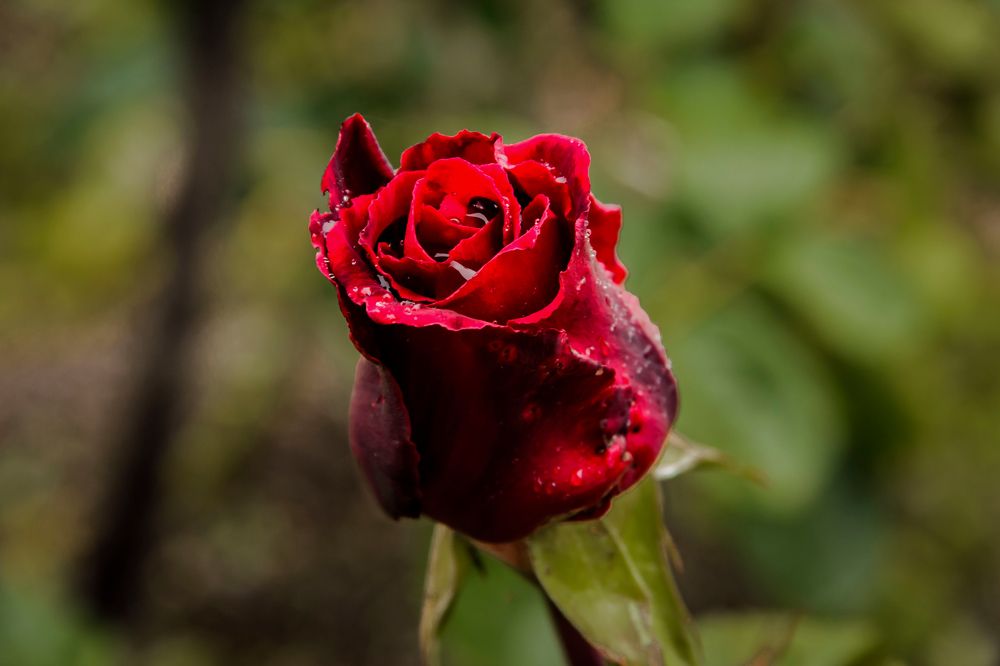 Photograph by Игорь Сидун