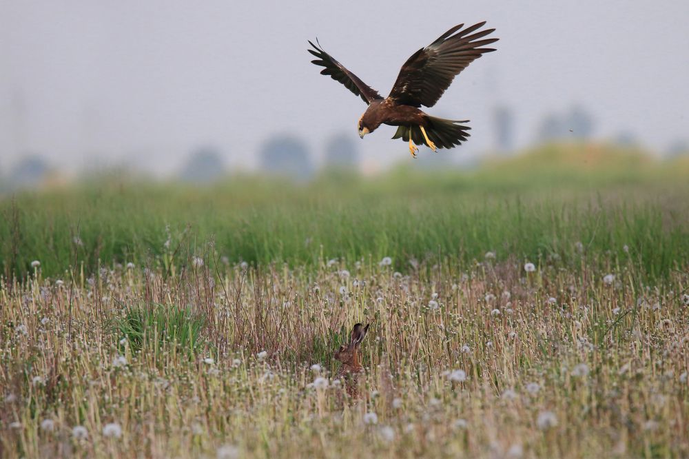 Охотник, болотный лунь