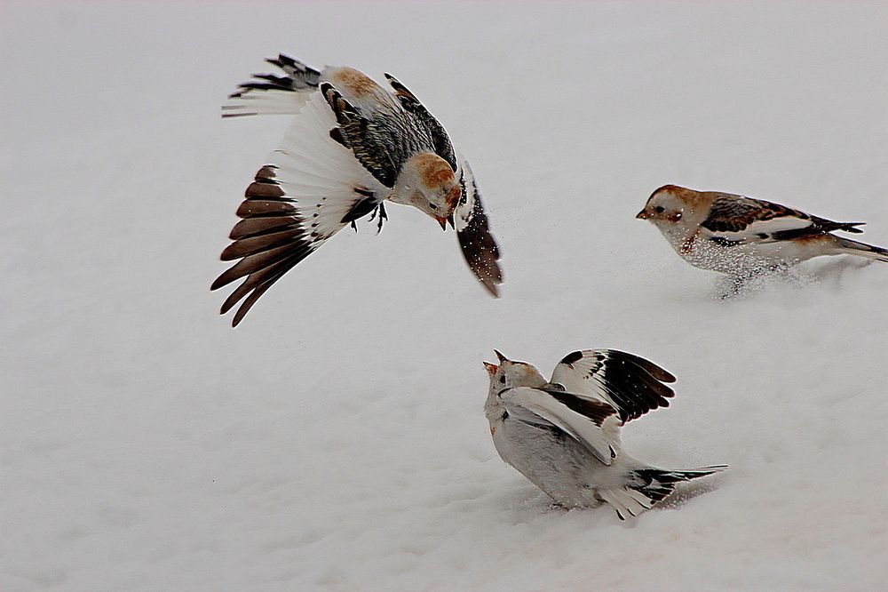 Photograph by Александр Велигура
