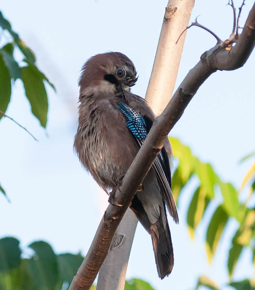 Фотография автора DIMITRIS MPAZIOTOPOULOS