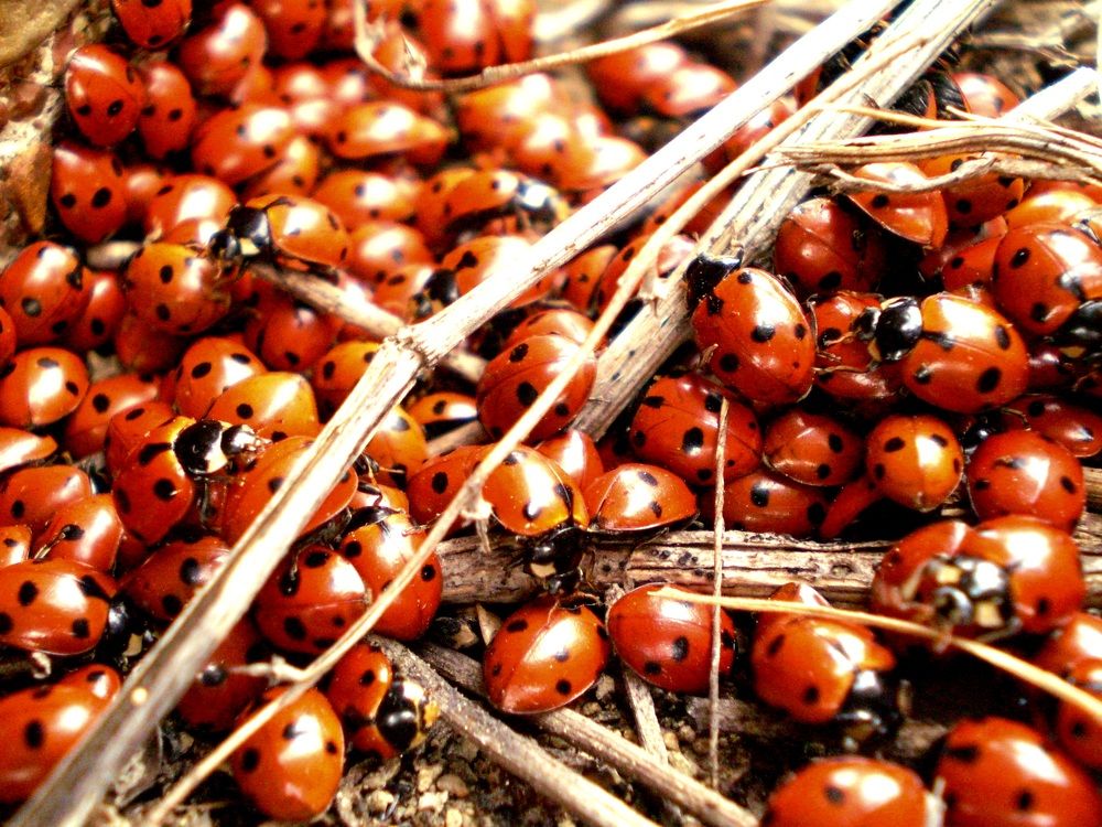 Вс коровки в сборе