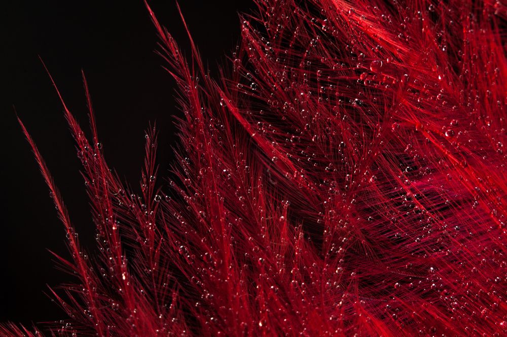 Photograph by Софья Лученкова